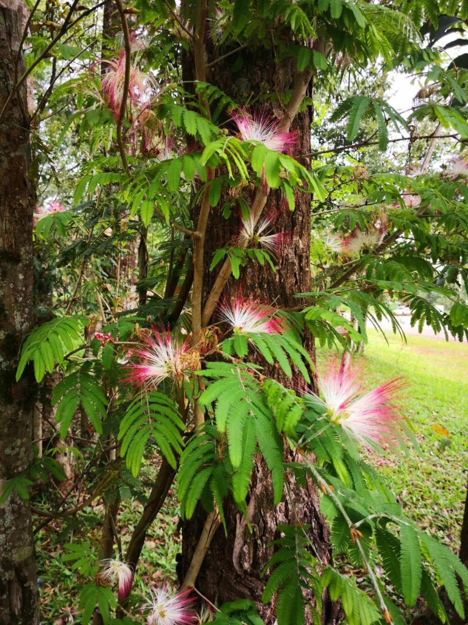 Palo Rosa Puerto Iguazu